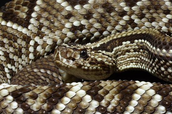 Closeup of the Crotalus durissus snake from South America. 