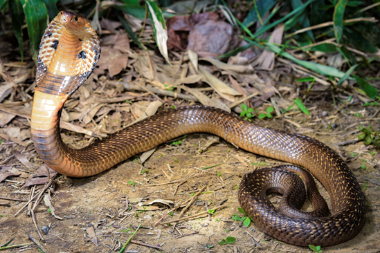 Naja kaouthia in West Bengal