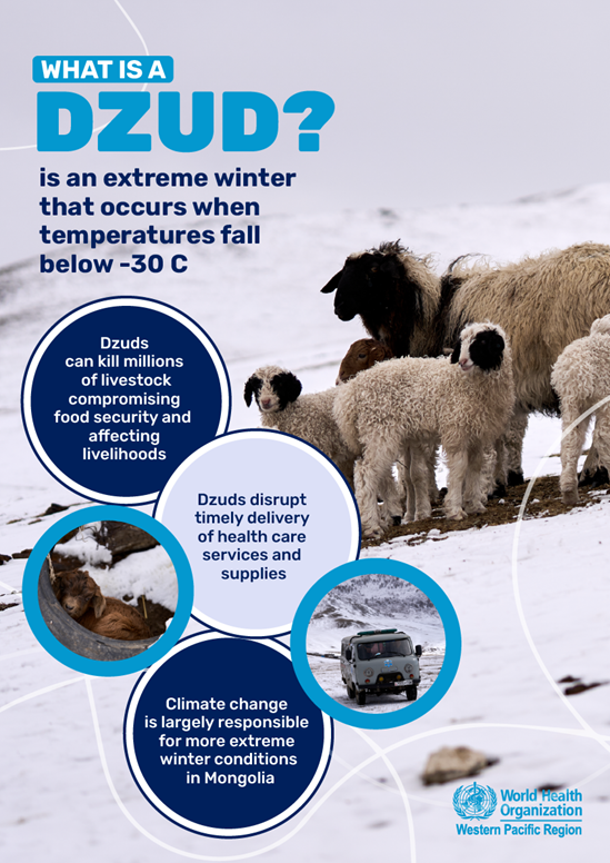 Explainer infographic on a dzud